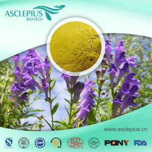 Baicalin-Extrakt, Radix Scutellariae-Extrakt-Pulverlieferant im Großhandel / einschließlich Baicalin, Baicalein, Wogonin