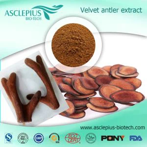 Hirschgeweih-Samtextrakt-Pulverlieferant im Großhandel